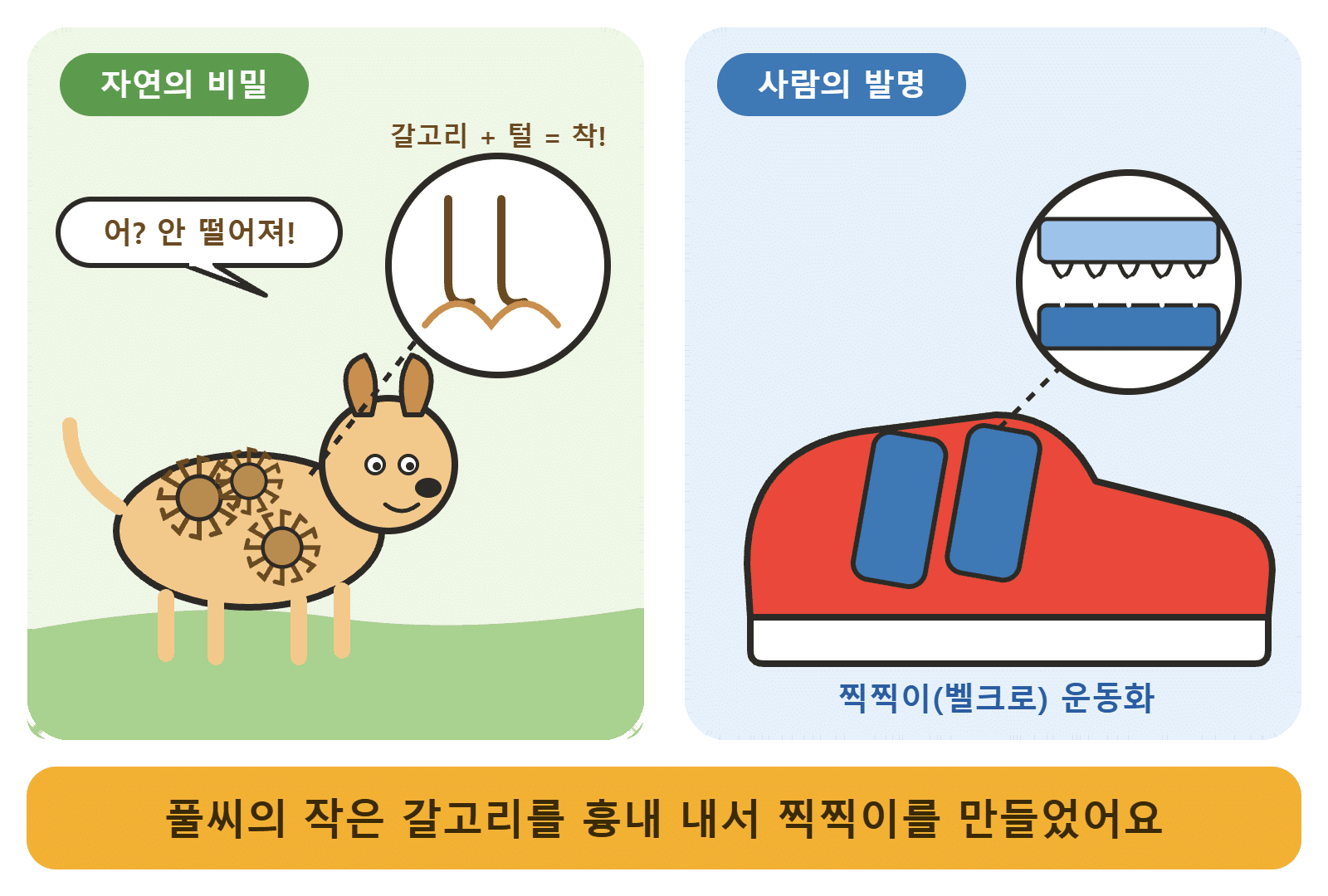 강아지 털에 붙은 도깨비바늘 풀씨의 갈고리와 찍찍이 운동화