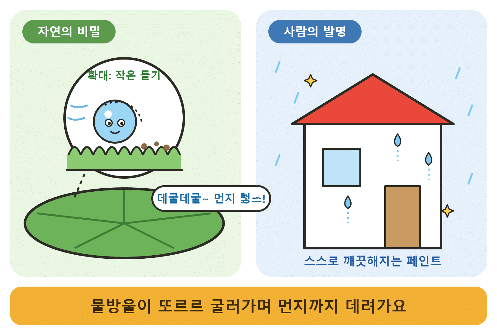 연꽃잎의 작은 돌기 위로 물방울이 굴러가며 먼지를 데려가는 모습